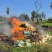 Destruyen más de 869 kilos de marihuana y otras drogas incautadas en Alto Paraná