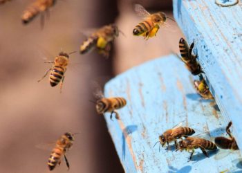 Hombre murió tras ser atacado por enjambre de abejas durante partido de fútbol