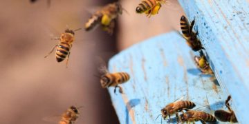 Hombre murió tras ser atacado por enjambre de abejas durante partido de fútbol
