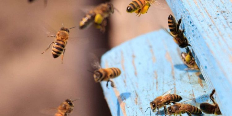 Hombre murió tras ser atacado por enjambre de abejas durante partido de fútbol