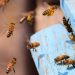 Hombre murió tras ser atacado por enjambre de abejas durante partido de fútbol
