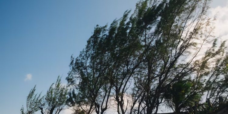 Meteorología emite alerta especial por vientos fuertes del norte con ráfagas que podrían superar los 80 km/h