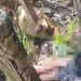 Joven recolector de residuos muere electrocutado en Ciudad del Este