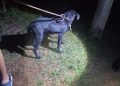 Maltrato animal en Misiones: rescatan con vida a un perro colgado del cuello
