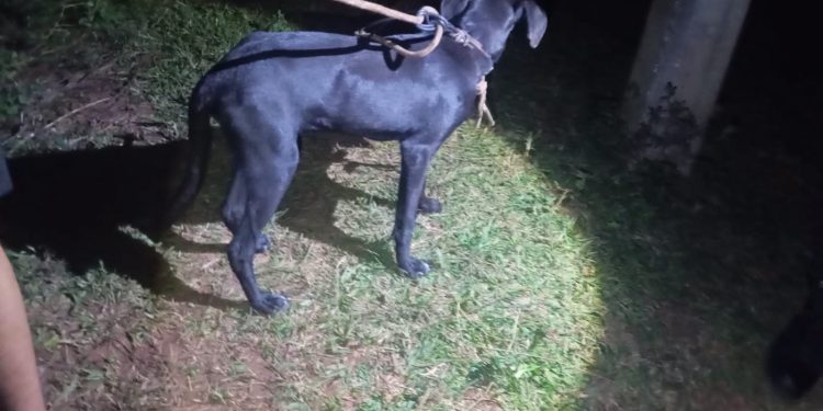 Maltrato animal en Misiones: rescatan con vida a un perro colgado del cuello