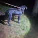 Maltrato animal en Misiones: rescatan con vida a un perro colgado del cuello