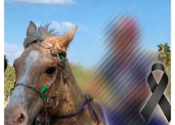 Imputan a padres del niño que falleció tras caer de un caballo durante una carrera en Caaguazú