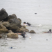 Sube a 67 número de inmigrantes muertos tras entrada masiva a Ceuta