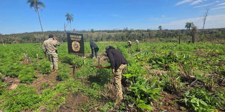 Desmantelan centro de producción de marihuana en Itakyry e incautan más de 177 kilos de droga