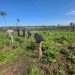 Desmantelan centro de producción de marihuana en Itakyry e incautan más de 177 kilos de droga