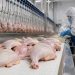 Exportaciones paraguayas de origen animal generan USD 1.439 millones hasta julio