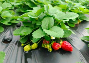 Realizarán ferias de frutilla en Asunción con productos directos de la agricultura familiar