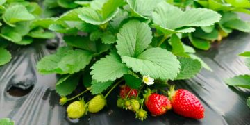 Realizarán ferias de frutilla en Asunción con productos directos de la agricultura familiar
