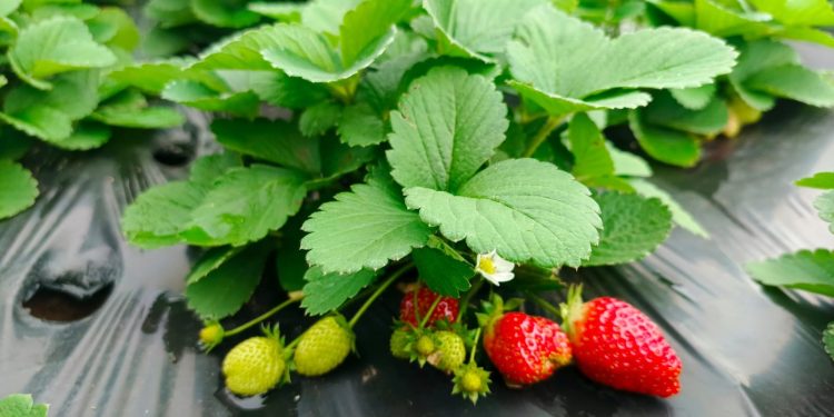 Realizarán ferias de frutilla en Asunción con productos directos de la agricultura familiar