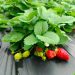 Realizarán ferias de frutilla en Asunción con productos directos de la agricultura familiar