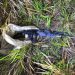 Hallan fusil que habría sido utilizado en el ataque armado de Tavaí