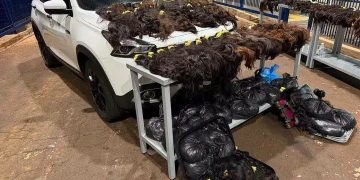 Incautan 148 kilos de cabello humano de presunto origen paraguayo en Brasil