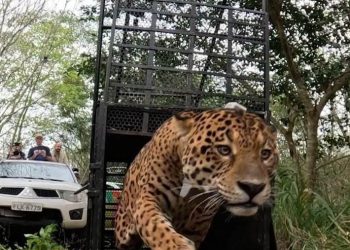 Yaguareté Tape’ỹ volvió a la naturaleza tras ser rescatado y rehabilitado en Foz de Iguazú