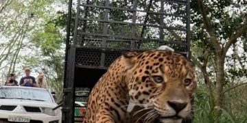 Yaguareté Tape’ỹ volvió a la naturaleza tras ser rescatado y rehabilitado en Foz de Iguazú