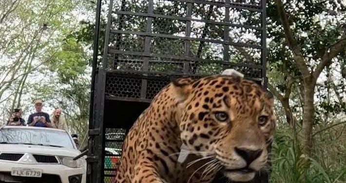 Yaguareté Tape’ỹ volvió a la naturaleza tras ser rescatado y rehabilitado en Foz de Iguazú