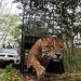 Yaguareté Tape’ỹ volvió a la naturaleza tras ser rescatado y rehabilitado en Foz de Iguazú