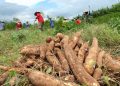 Alertan sobre amenaza de ingreso de plaga que podría destruir cultivos de mandioca