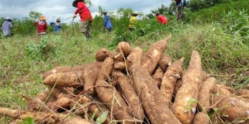 Alertan sobre amenaza de ingreso de plaga que podría destruir cultivos de mandioca