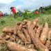 Alertan sobre amenaza de ingreso de plaga que podría destruir cultivos de mandioca