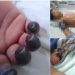 Niño de 5 años permanece internado en estado delicado y familiares denuncian presunta negligencia médica