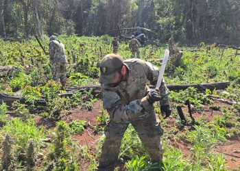 Narcotráfico perdió más de USD 100 millones tras operativo binacional en Canindeyú y Caaguazú