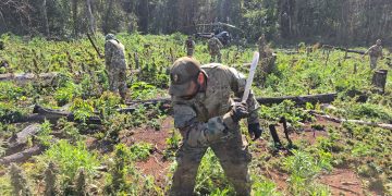 Narcotráfico perdió más de USD 100 millones tras operativo binacional en Canindeyú y Caaguazú