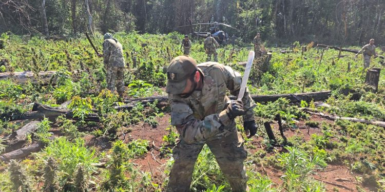 Narcotráfico perdió más de USD 100 millones tras operativo binacional en Canindeyú y Caaguazú