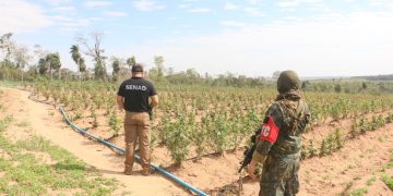 Paraguay y Brasil sacan de circulación 498 toneladas de marihuana