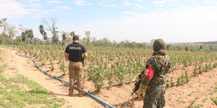 Paraguay y Brasil sacan de circulación 498 toneladas de marihuana