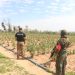 Paraguay y Brasil sacan de circulación 498 toneladas de marihuana