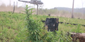 Destruyen más de 436 toneladas de marihuana en Canindeyú y Caaguazú