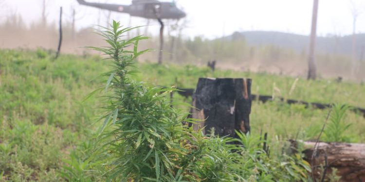 Destruyen más de 436 toneladas de marihuana en Canindeyú y Caaguazú