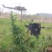 Destruyen más de 436 toneladas de marihuana en Canindeyú y Caaguazú