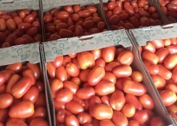 Sobreoferta de tomate genera preocupación por posible caída de precios