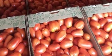 Sobreoferta de tomate genera preocupación por posible caída de precios