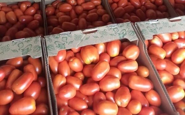 Sobreoferta de tomate genera preocupación por posible caída de precios