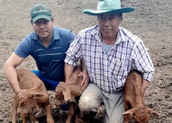 Inédito nacimiento de terneros trillizos sorprende a productores de San Pedro