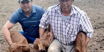 Inédito nacimiento de terneros trillizos sorprende a productores de San Pedro