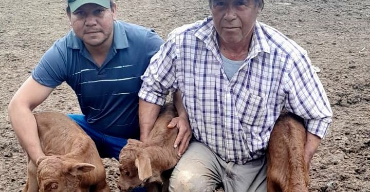 Inédito nacimiento de terneros trillizos sorprende a productores de San Pedro