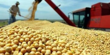 Escalada del trigo genera temor por impacto global en el costo de los alimentos