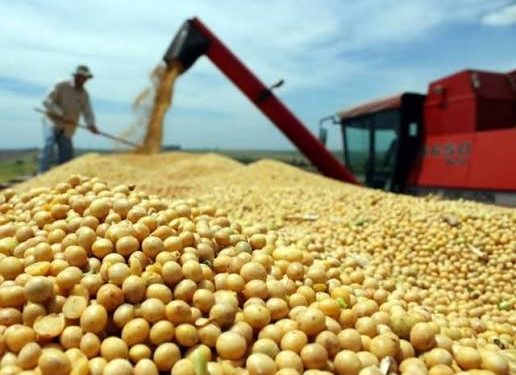 Escalada del trigo genera temor por impacto global en el costo de los alimentos