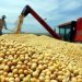 Escalada del trigo genera temor por impacto global en el costo de los alimentos