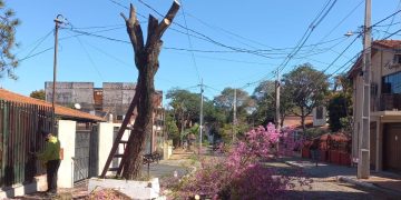 Talar árboles sin autorización puede costar hasta 2.700 jornales en Asunción