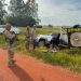 Caen más de 400 kilos de marihuana tras persecución y vuelco en Zanja Pytã