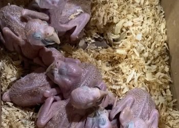 Llevaban ocho aves en una caja de cartón y una nació durante la fiscalización